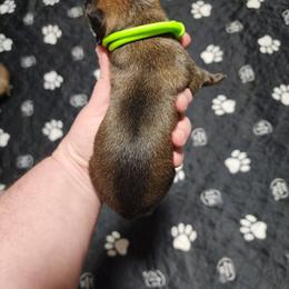 Wasabi - Sable male German Shepherd puppy in Hope, Idaho from Fyrestorm Shepherds