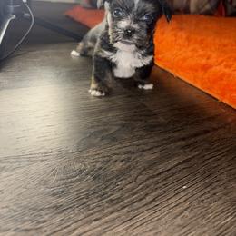 Shorkie Puppies from Sharlena Henderson