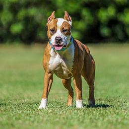 Vera - American Pit Bull Terrier