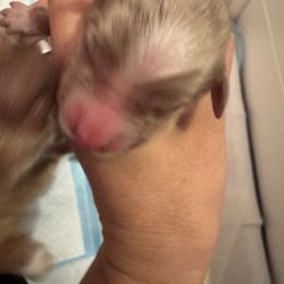 Apple - Red merle female Australian Shepherd puppy in Columbia Falls, Montana from Firefly Horse Co Wellness Retreat Center