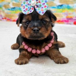 Crystal - Blue and gold female Yorkshire Terrier puppy in Monticello, Iowa from Ashley’s Puppies
