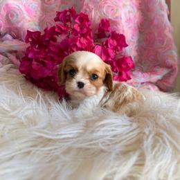Jasper - Blenheim male Cavalier King Charles Spaniel puppy in Encinitas, California from Seaside Cavaliers