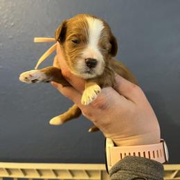 Light Pink - Red  female Goldendoodle puppy in Casper, Wyoming from 307 Doodles