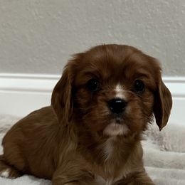 Hattie - Ruby female Cavalier King Charles Spaniel puppy in Marshall, Arkansas from Kate’s Cavaliers