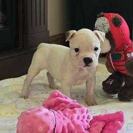 Jelly Roll - White male American Bulldog puppy in Three Rivers, Michigan from Jemms Kennels