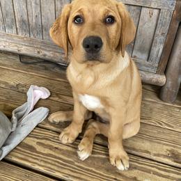 Labrador Retriever Puppies from Triple Threat Labradors