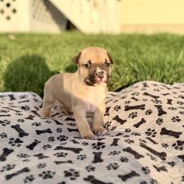 American Staffordshire Terrier Puppies from Explicit Amstaffs Of New England