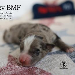 Foxy - Blue Merle Female - Blue merle female Miniature Australian Shepherd puppy in Nacogdoches, Texas from TK Standard, Mini, & Toy Aussies