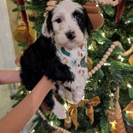 Oreo - Bernedoodle puppy from Asbury & Co Farms