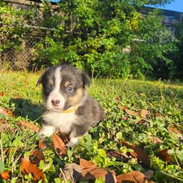 Pembroke Welsh Corgi Puppies from McMillion Corgis