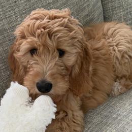 Goldendoodles from Good As Gold Doodles