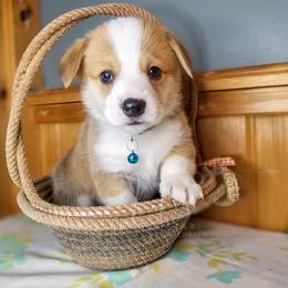 Matt Dillon - Red male Pembroke Welsh Corgi puppy in Fortine, Montana from North Star Pembroke Welsh Corgi's