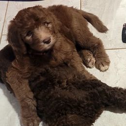 Goldendoodles from Cedotal Chocolate Doodles