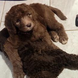 Goldendoodles from Cedotal Chocolate Doodles