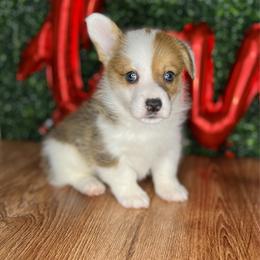 Highland-Mismark - White and red female Pembroke Welsh Corgi puppy in Benton, Arkansas from High Cotton Corgis