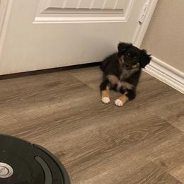Miniature Australian Shepherds from Pale Moon Aussies
