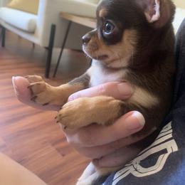 Chihuahua Puppies from Sophia Jade's Chi Brigade