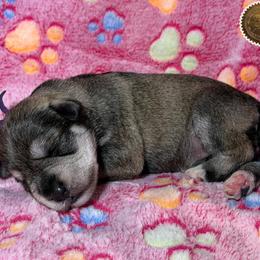 Lily - Salt and pepper female Miniature Schnauzer puppy in Frankford, Delaware from Miniature Schnauzers of Delmarva