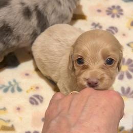 Crème - Cream male Dachshund puppy in Edinburg, Virginia from Hunter Lane Dachshunds