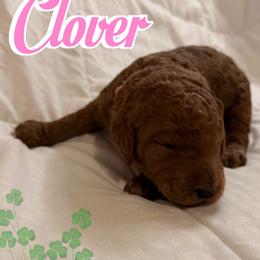 Clover - Red  female Poodle puppy in Sheridan, California from Renegade Standard Poodles