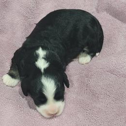 Country Morning Mint - Black female Australian Labradoodle puppy in Aumsville, Oregon from Country Morning Labradoodles