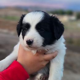 Tonka - Black and white male Border Collie puppy in Dewey, Arizona from Fásach Stockdogs