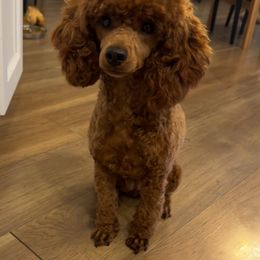 Jazzy - Poodle