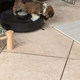 Havanese Puppies from Cielo Havanese