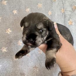 Gabbys Salt and Pepper Girl 2 - front paws black - Salt and pepper female Miniature Schnauzer puppy in Floyd, Virginia from Little River Puppies
