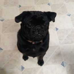 Rebel - Pug