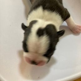Boston Terrier Puppies from Holly's Boston Terriers