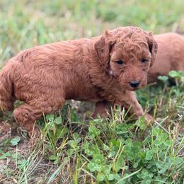 Purple Girl - Apricot female Goldendoodle puppy in Sheldon, Vermont from Ole Poor Farm