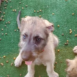 Irish Wolfhound Puppies from Wicked Wolfhounds Ltd.