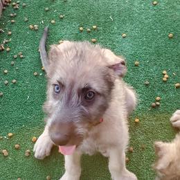 Irish Wolfhound Puppies from Wicked Wolfhounds Ltd.