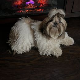 ROYAL - Shih Tzu