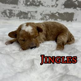 Jingles - Apricot female Goldendoodle puppy in Nortonville, Kentucky from Deb’s KY Doodles