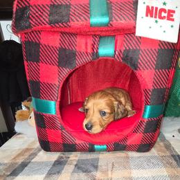 Sir. Rudolph price 2,200 - Red male Dachshund puppy in Bristol, Tennessee from It's Mini Wieners Baby