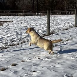 Abby - Labrador Retriever