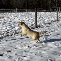Abby - Labrador Retriever