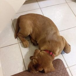 Labrador Retriever Puppies from Autumn Oaks Labrador Retrievers