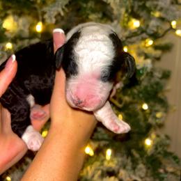 Nick - Black and white male Sheepadoodle puppy in Tennessee, Illinois from The Artman Family