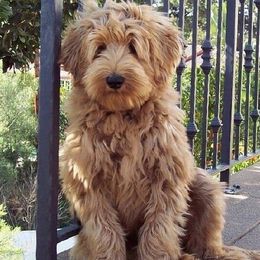 Goldendoodles from Southern Coast Goldendoodles