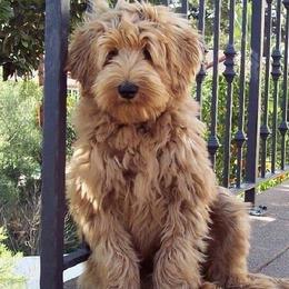 Goldendoodles from Southern Coast Goldendoodles