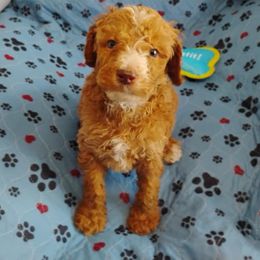 Ian - Red  male Poodle puppy in Calhoun, Georgia from Johnson Kennels