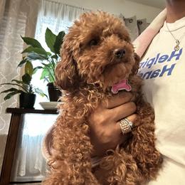 Pumpkin - Poodle