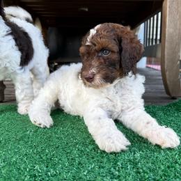 Boone - Parti male Goldendoodle puppy in Ashford, Alabama from Blue Collar Kennel