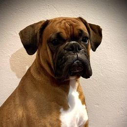 Tabatha - Boxer
