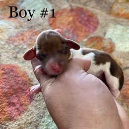 Boy 1 - Piebald Dachshund puppy in Deming, New Mexico from FoxieDoxies of New Mexico