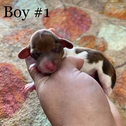 Boy 1 - Piebald Dachshund puppy in Deming, New Mexico from FoxieDoxies of New Mexico