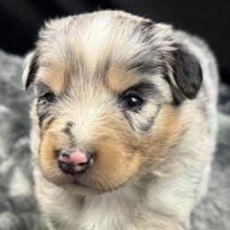 Boy 2: Cairo - Blue merle male Australian Shepherd puppy in Volant, Pennsylvania from Addie's Aussies